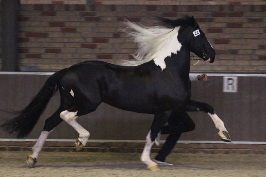 Maurits HK 2014. Foto: Sigrid Seebacjher