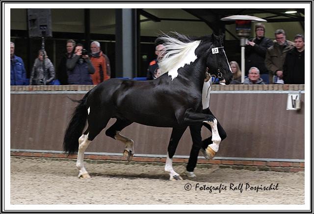 Maurits HK 2014. Foto: Ralf Pospishil