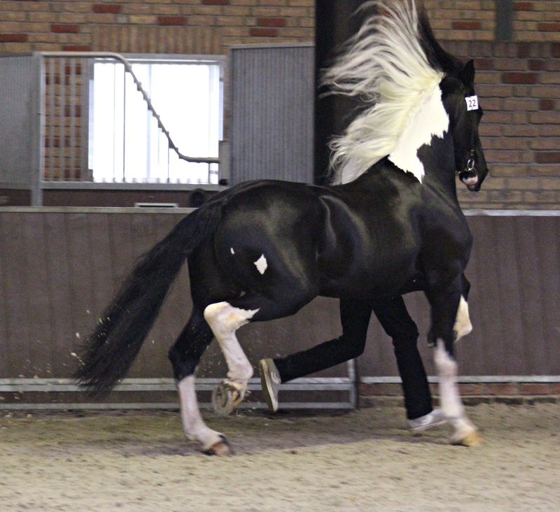 Maurits HK 2014. Foto: Sigrid Seebacjher