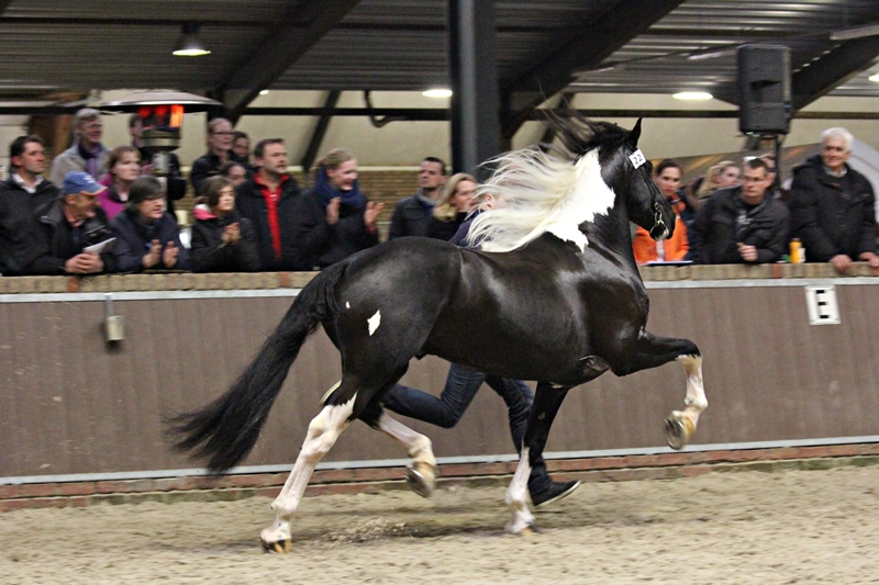 Maurits HK 2014. Foto: Sigrid Seebacjher